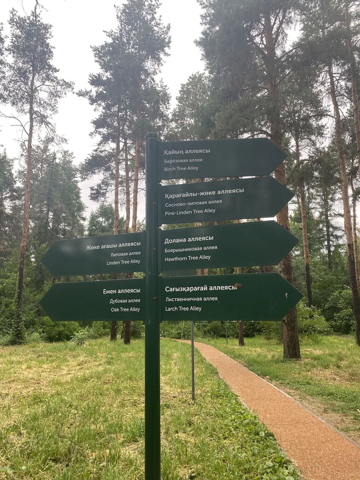 Перекрёсток аллей в Главном ботаническом саду Алматы, 15 июня 2022 года: сосны и указатели на берёзовую, сосново-липовую, лиственничную, дубовую и другие аллеи. Фото: Key2xanadu, лицензия CC BY-SA 4.0, Wikimedia Commons. Временная обложка до своего кадра