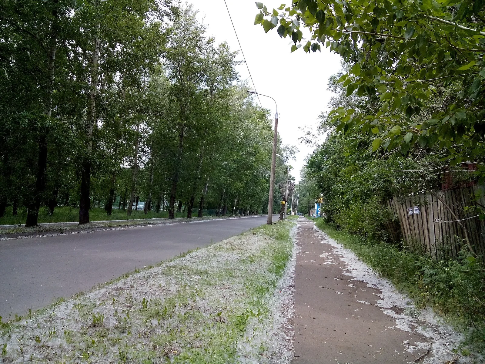 Пух лёг на газон и край тротуара, как первый снег, — а над ним полная летняя листва. Посмотрите на границу: пух собирается там, где ветер упирается в препятствие. Кадр не алматинский, но у алматинских бордюров в мае та же картина. Фото: Maxton, CC BY-SA 3.0, Wikimedia Commons