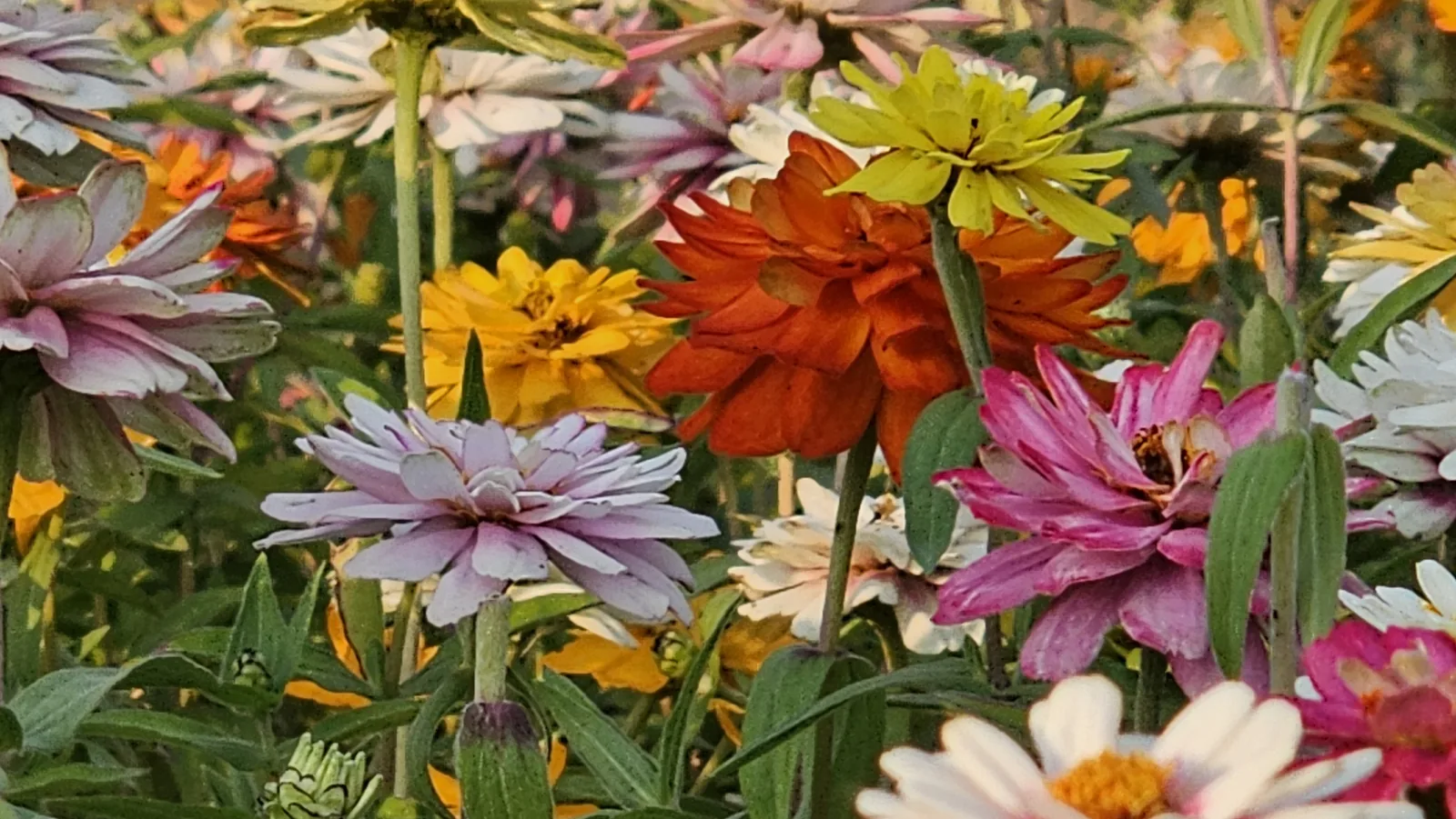 Цинии, июнь. Кто-то выбрал эти цветы, посадил и поливает. Спросите его при случае, почему именно они. Фото: Валентин Шафранов